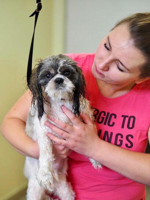 Salon Fryzjerski dla Piesków Pegusia - groomer - psi fryzjer