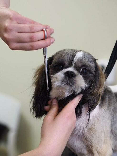 Salon Fryzjerski dla Piesków Pegusia - groomer - psi fryzjer