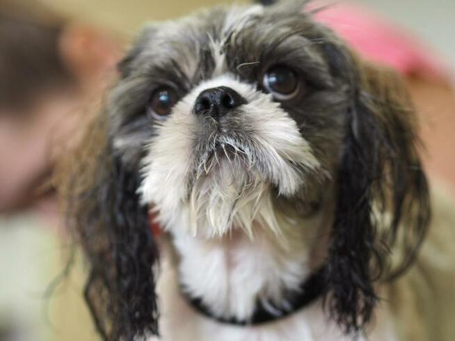 Salon Fryzjerski dla Piesków Pegusia - groomer - psi fryzjer