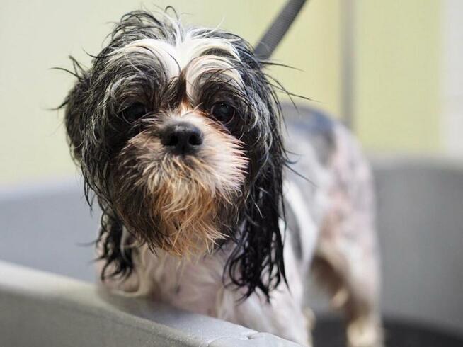 Salon Fryzjerski dla Piesków Pegusia - groomer - psi fryzjer