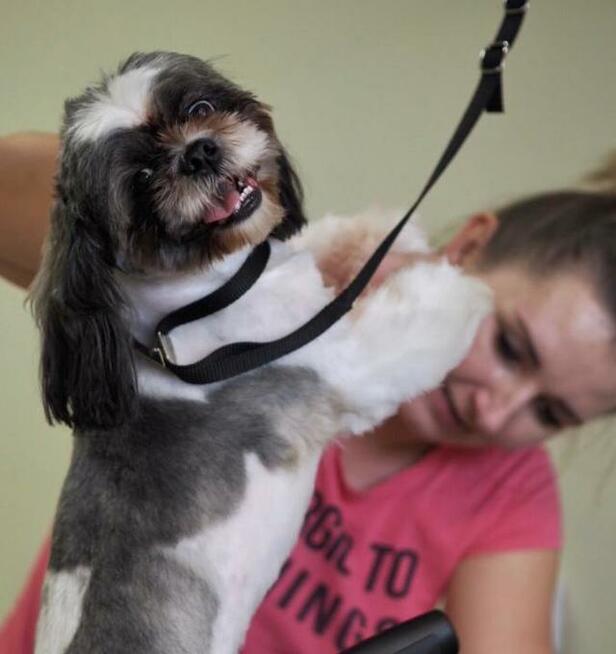 Salon Fryzjerski dla Piesków Pegusia - groomer - psi fryzjer