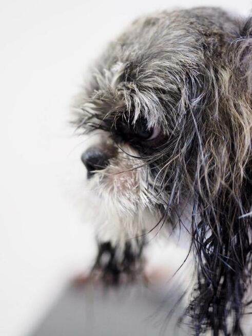 Salon Fryzjerski dla Piesków Pegusia - groomer - psi fryzjer