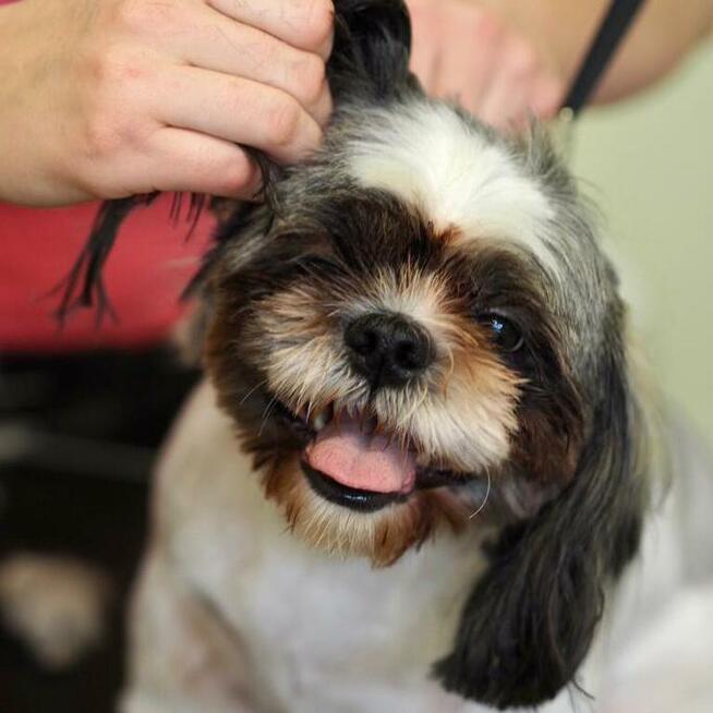 Salon Fryzjerski dla Piesków Pegusia - groomer - psi fryzjer