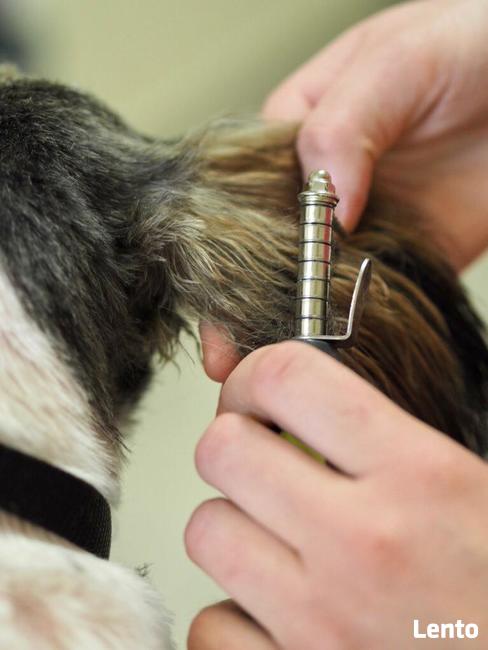 Salon Fryzjerski dla Piesków Pegusia - groomer - psi fryzjer