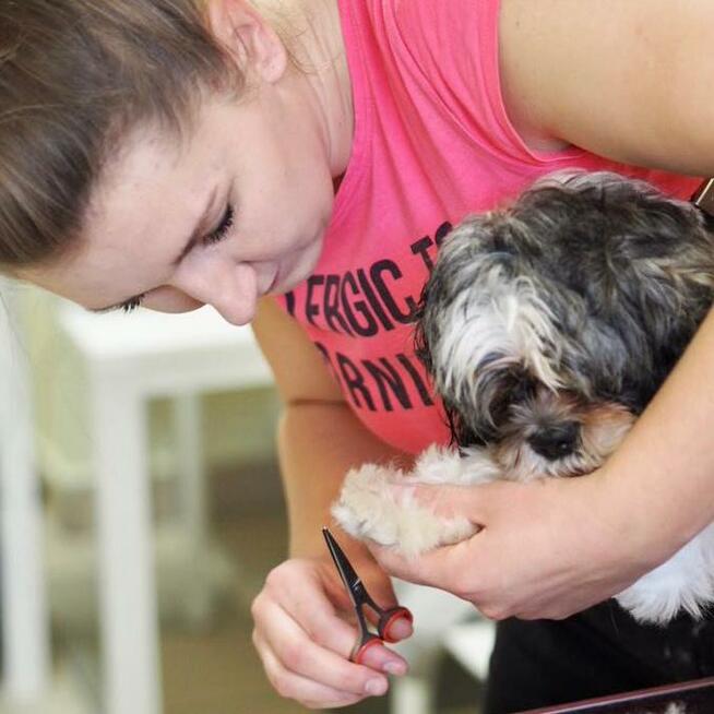 Salon Fryzjerski dla Piesków Pegusia - groomer - psi fryzjer