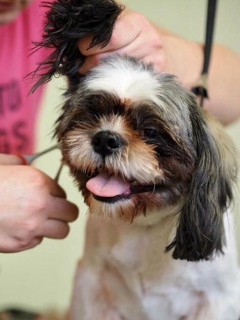 Salon Fryzjerski dla Piesków Pegusia - groomer - psi fryzjer