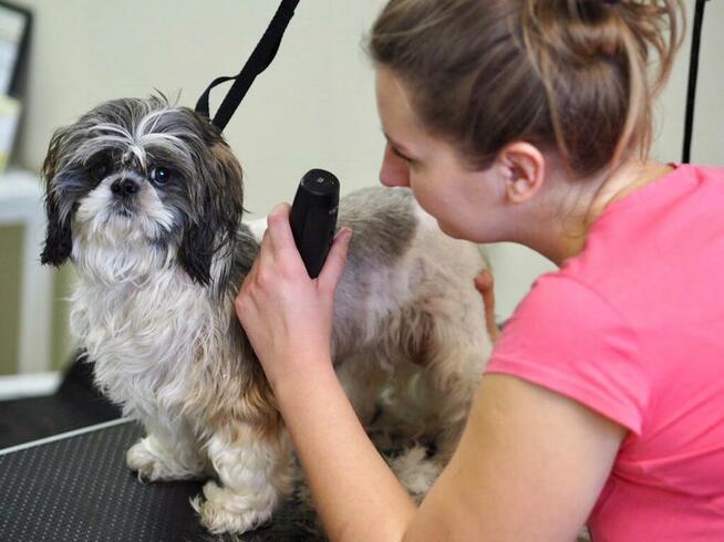 Salon Fryzjerski dla Piesków Pegusia - groomer - psi fryzjer