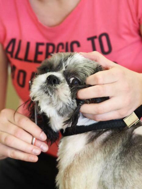 Salon Fryzjerski dla Piesków Pegusia - groomer - psi fryzjer