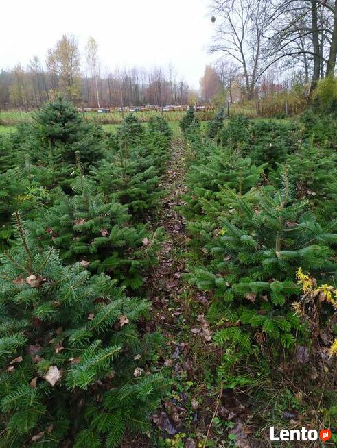 JODŁA, SWIERK , TUJA