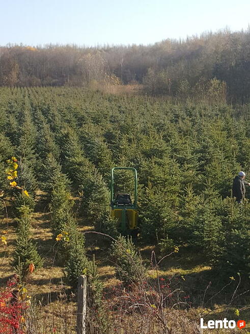 JODŁA, SWIERK , TUJA