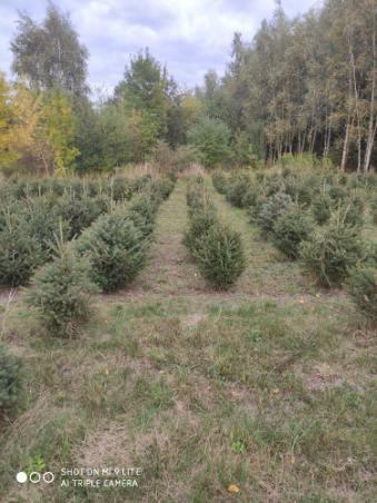 JODŁA, SWIERK , TUJA