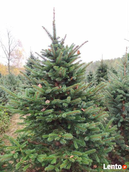 JODŁA, SWIERK , TUJA