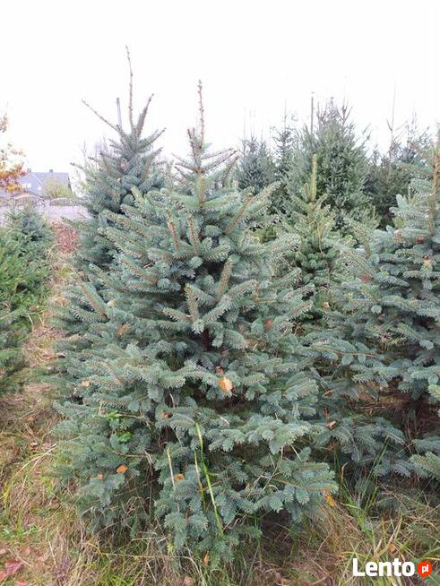 JODŁA, SWIERK , TUJA