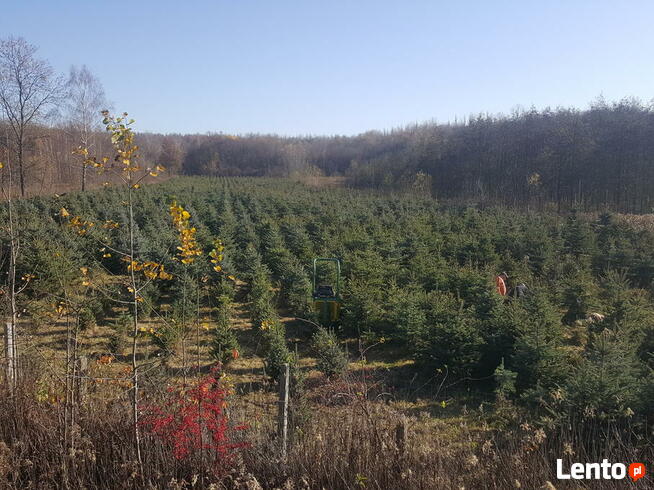 JODŁA, SWIERK , TUJA