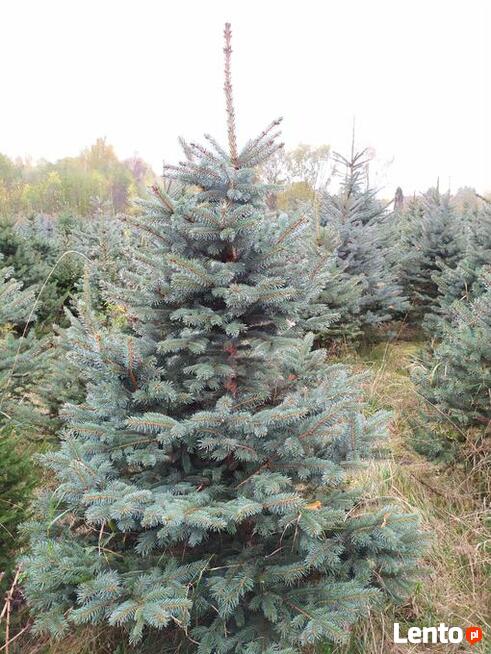 JODŁA, SWIERK , TUJA