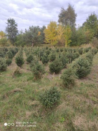 JODŁA, SWIERK , TUJA