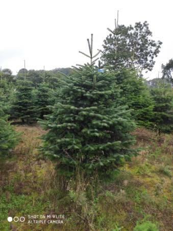 JODŁA, SWIERK , TUJA