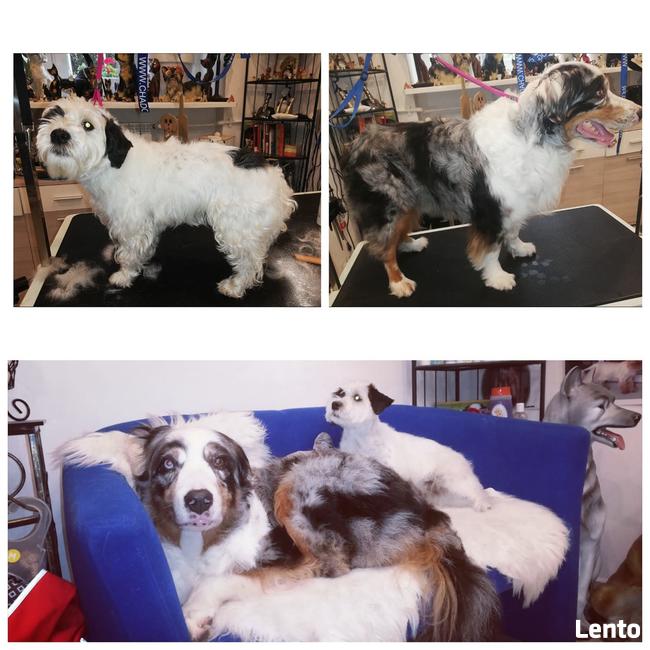 Salon Pielęgnacji psów i kotów HauMiał