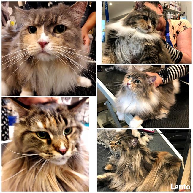 Salon Pielęgnacji psów i kotów HauMiał