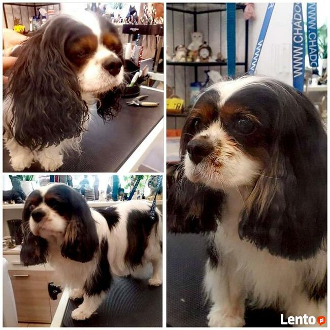 Salon Pielęgnacji psów i kotów HauMiał