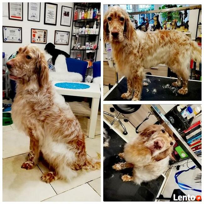 Salon Pielęgnacji psów i kotów HauMiał