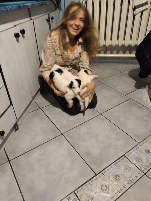 Oddam foksteriery szorstkowłose