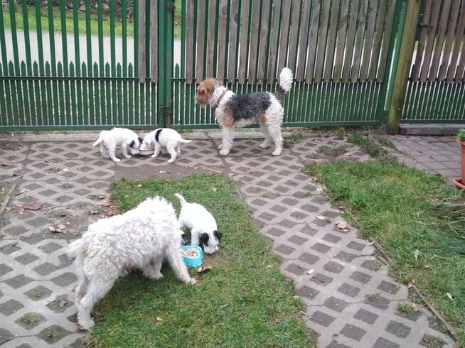 Oddam foksteriery szorstkowłose