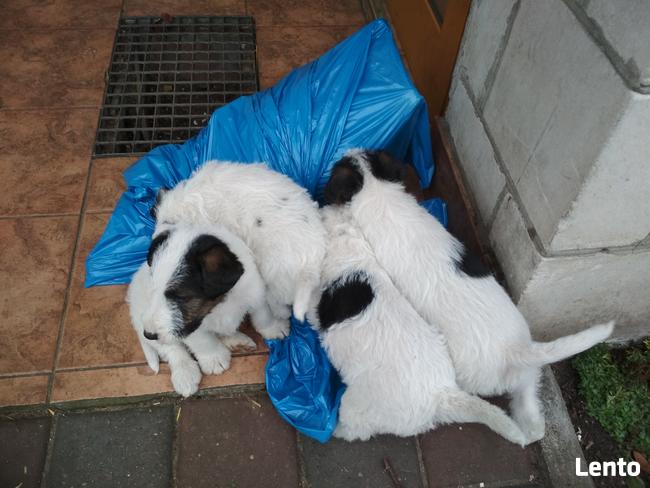 Oddam foksteriery szorstkowłose