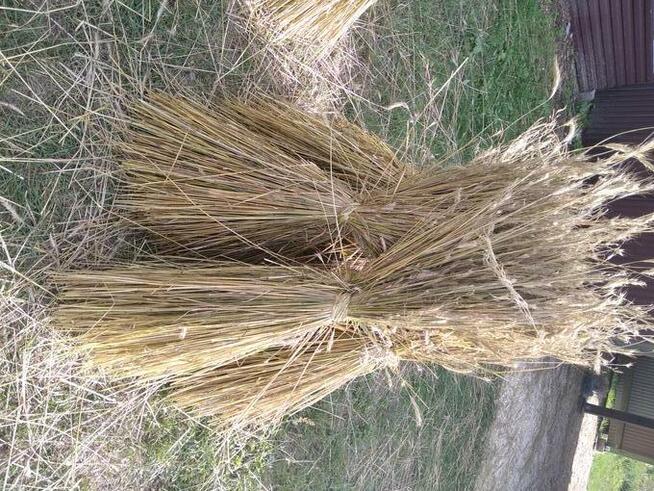 Słoma żytnia prosta