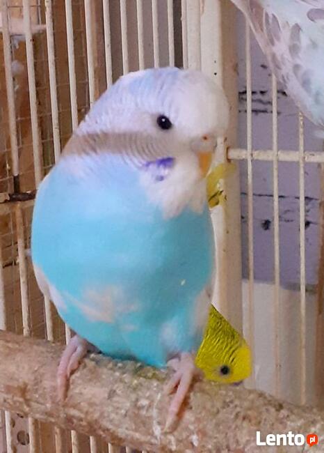 Papużki faliste ręcznie karmione