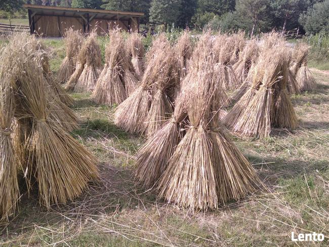 Słoma żytnia prosta