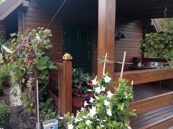 Działka w ROD Chotomów z drewnianym domem z 2017 r.