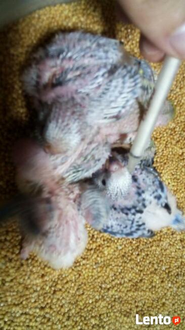 Papużki faliste ręcznie karmione