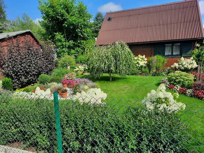 Działka w ROD Chotomów z drewnianym domem z 2017 r.