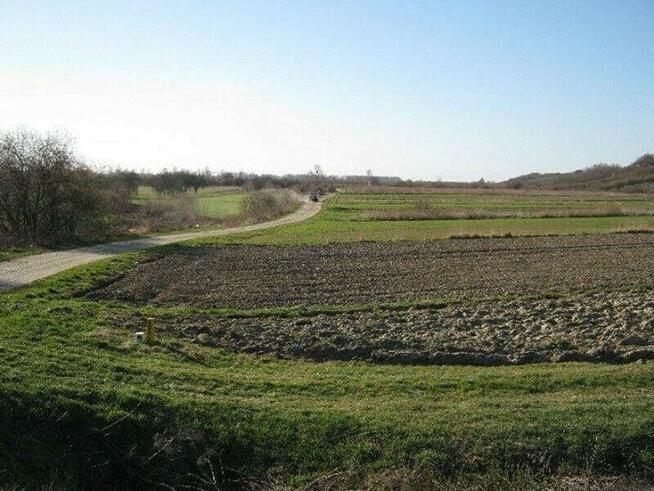 Sprzedam Pole 60 arów orne i Sprzedam Pole 29 arów