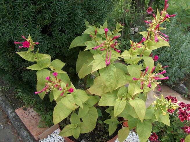 DZIWACZEK JALAPA ŚWIECI W NOCY 30 NASION