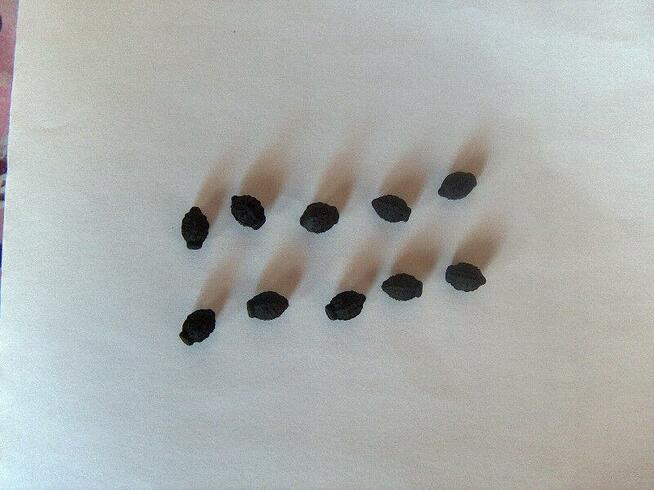 DZIWACZEK JALAPA ŚWIECI W NOCY 30 NASION