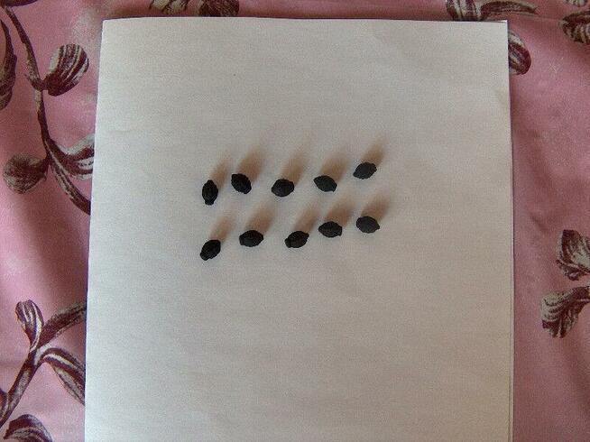 DZIWACZEK JALAPA ŚWIECI W NOCY 30 NASION