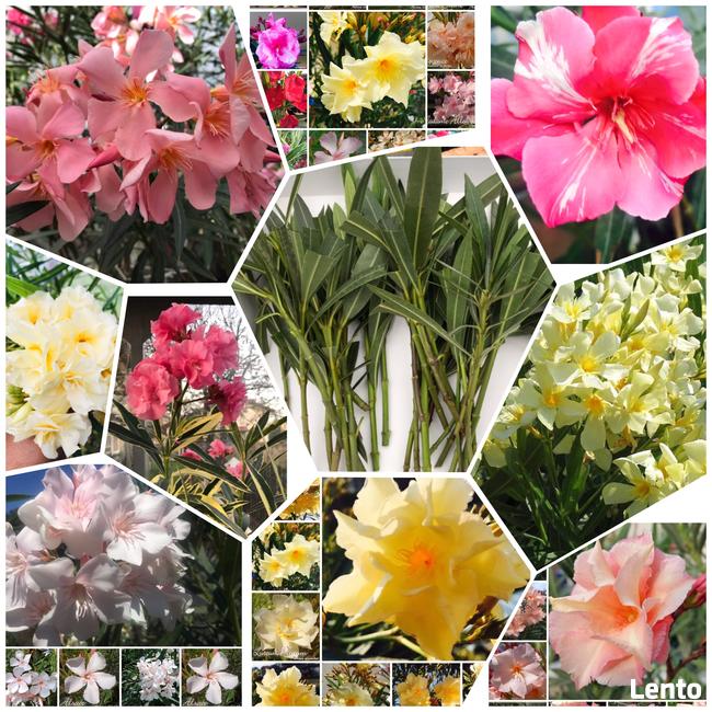 Sadzonki oleander