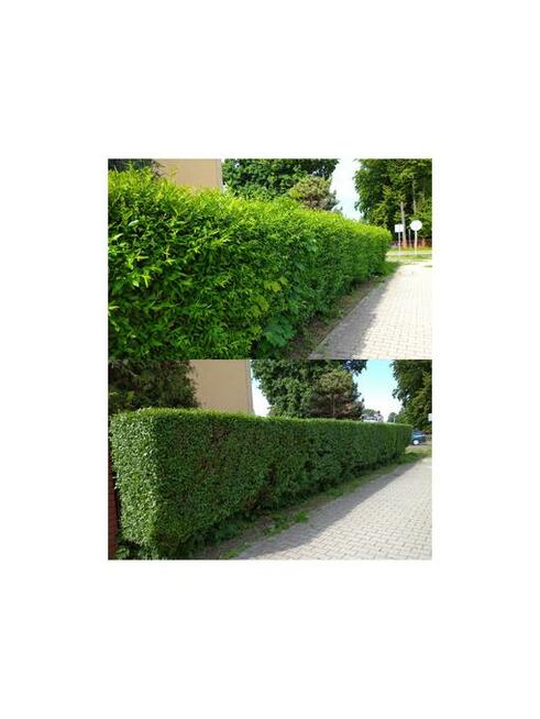 SPRZĄTNIE DZIAŁEK, KARCZOWANIE DZIAŁEK, PRACE RĘBAKIEM