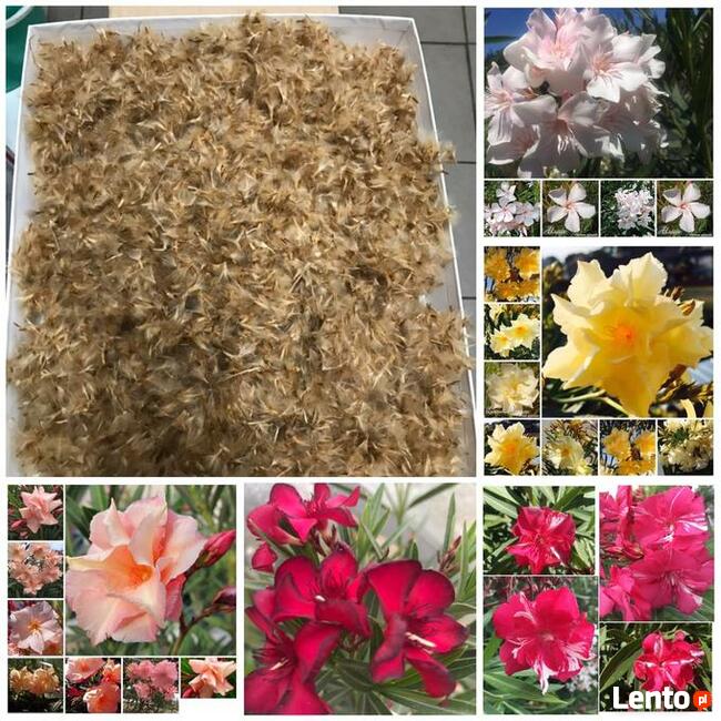 Sadzonki oleander