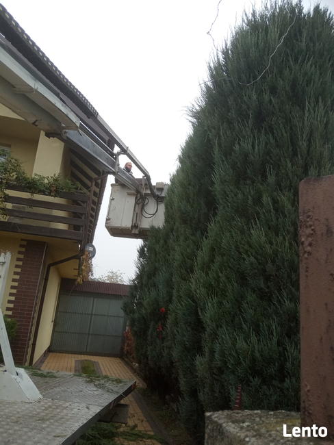 usługi podnośnikiem koszowym wycinka drzew 15m