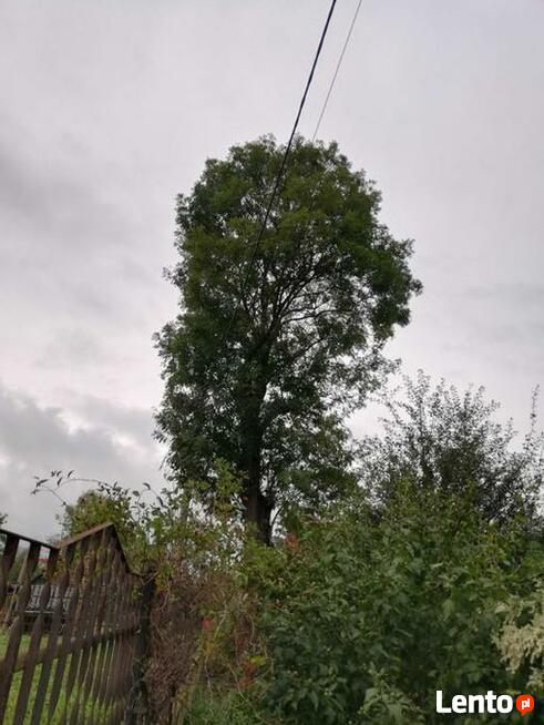 Wycinka drzew trudnych Dębica i okolice