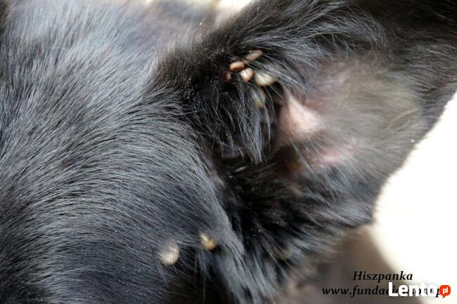 Hiszpanka - młodziutka czarnulka