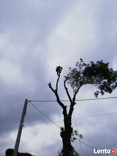 Wycinka drzew trudnych Dębica i okolice