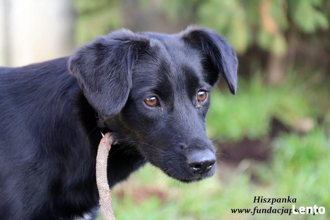 Hiszpanka - młodziutka czarnulka