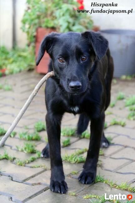 Hiszpanka - młodziutka czarnulka