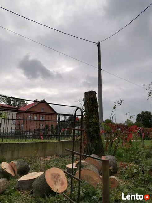 Wycinka drzew trudnych Dębica i okolice