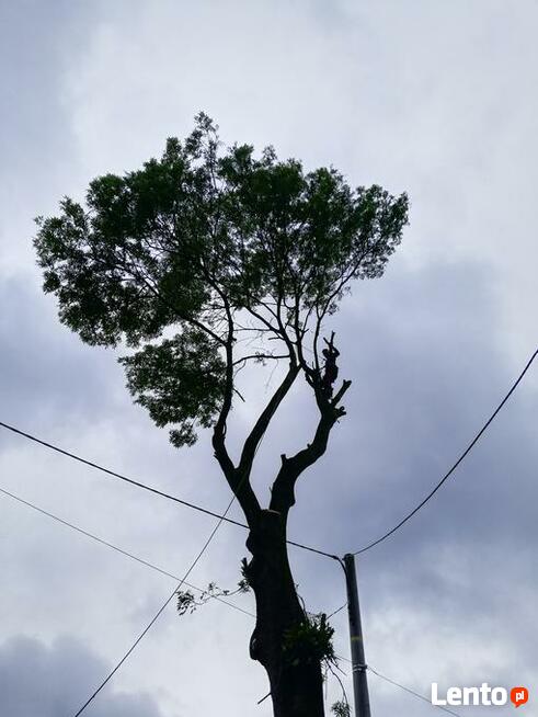 Wycinka drzew trudnych Dębica i okolice