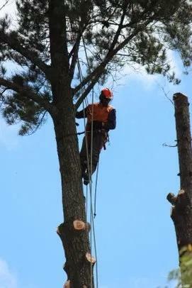 Wycinka i pielęgnacja drzew. Usługi arborystyczne.